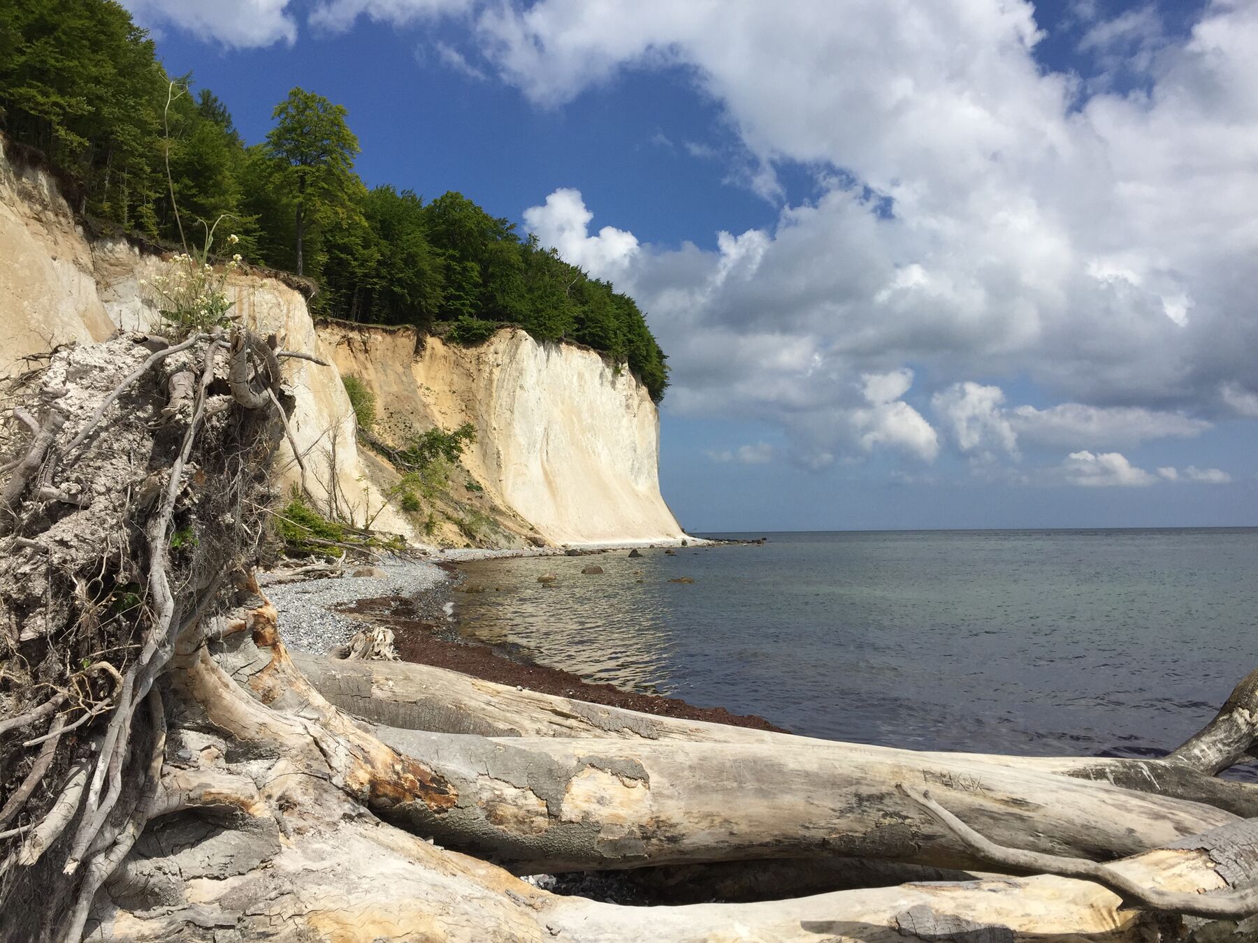Naturstrand bei Sassnitz im Nationalpark Jasmund: Kreidefelsen mit Buchenwald, Treibholz und ruhige Ostsee